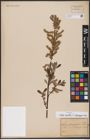Foto von Salix aurita L. x Salix eleagnos Scop.